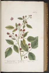 Tafel 289, aus 