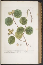 Tafel 293, aus 