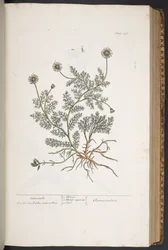 Tafel 298, aus 
