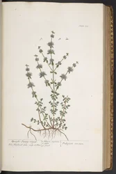 Tafel 303, aus 