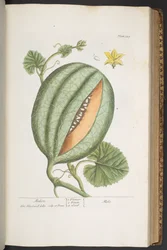 Tafel 329, aus 