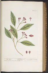 Tafel 338, aus 