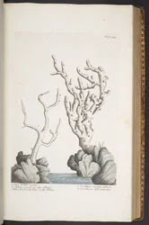 Tafel 342, aus 