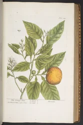 Tafel 349, aus 