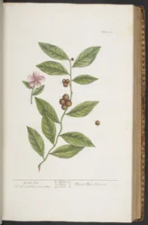 Tafel 351, aus 