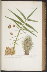 Tafel 363, aus 
