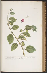 Tafel 388, aus 