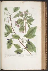 Tafel 425, aus 