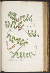 Tafel 429, aus 