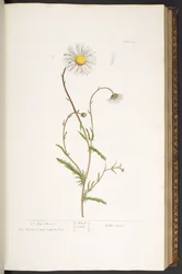 Tafel 42, Wiesen-Margerite, aus 