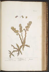 Tafel 430, Zahnwurz, aus 