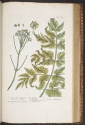 Tafel 434, aus 