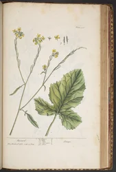 Tafel 446, aus 
