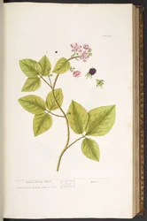 Tafel 45, Brombeerstrauch, aus 