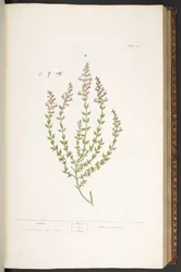 Tafel 47, Marum, aus 