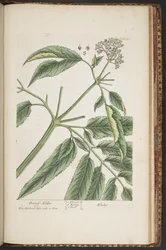 Tafel 488, aus 