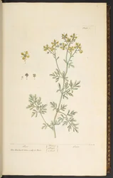 Tafel 7, Raute, aus 