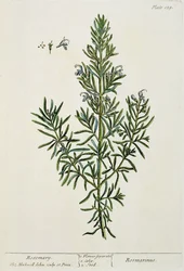 Rosmarinus Officinalis, aus 