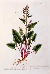 Sauerampfer, Tafel 230 aus 
