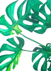Tropische Monstera-Blätter