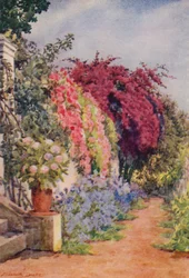 Bougainvillea und Rosen, Welgelegen, Rosebank