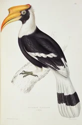 Buceros Cavatus, aus 