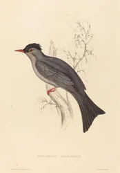 Hypsipetes Psaroides (Schwarzer Bulbul)