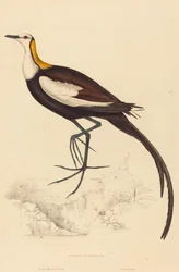 Parra Sinensis (Fasanenschwanz-Jacana)
