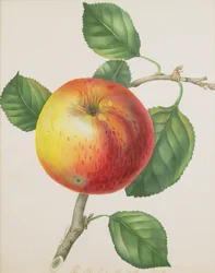 Ein Apfel, um 1835