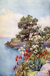 Aloen und Gänseblümchenbaum