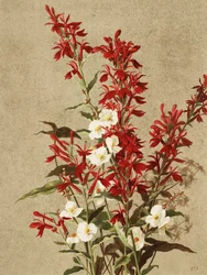 Kardinalblumen