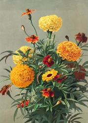 Ringelblumen
