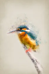 Lebendiger Eisvogel Sitzend