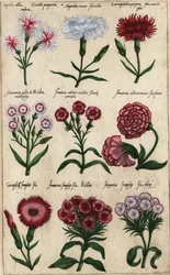 Verschiedene Nelkensorten, Dianthus caryophyllus