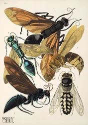 Tafel 6 aus Insectes, veröffentlicht in den 1930er Jahren