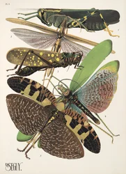 Tafel 8 aus Insekten, veröffentlicht in den 1930er Jahren