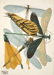 Tafel 9 aus Insectes, veröffentlicht in den 1930er Jahren