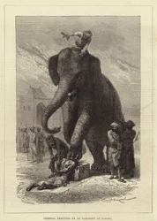 Verbrecher von einem Elefanten in Baroda hingerichtet