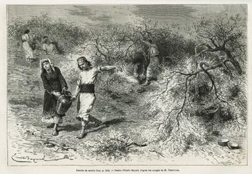 Die Sammlung von Kitt, einem weißen Harz der Lentis, während der Sommersaison, ist die Grundlage für die Herstellung eines Anislikörs, Zeichnung von Emile Bayard, zur Illustration der Geschichte „Chio Island“ (Osttürkei), 1877, von Dr. A. Testevuide. Grav