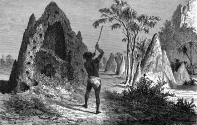 Dorf der kriegerischen Termiten (Termitiere), Afrika. Gravur 1897