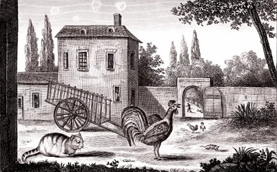 Der Hahn, die Katze und die Maus, Fabel von La Fontaine