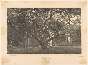 Wald in Bergen