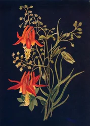 Columbine, um 1915