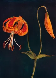 Leopardenlilie, um 1915