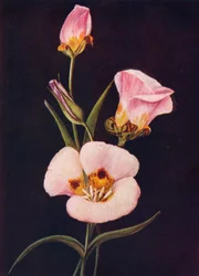 Mariposa-Tulpe, um 1915, 1915