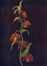 Missionsglocken, um 1915