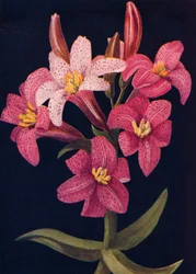 Rubin-Lilie, ca. 1915