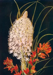 Squaw Grass und Scharlachroter Pinsel, um 1915, 1915