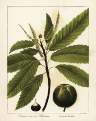 Amerikanische Kastanie, Castanea dentata