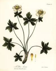 Amerikanische Kugelblume, Trollius laxus